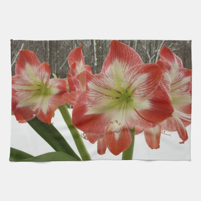 Paño De Cocina Amaryllis en floral de invierno en la nieve roja f (Horizontal)