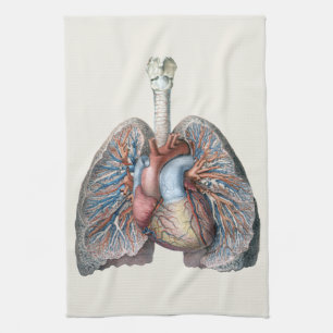 Paño De Cocina Anatomía humana vintage pulmones corazón órganos s