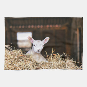 Paño De Cocina Animales de bebé más afectados   Cordero recién na