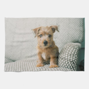 Paño De Cocina Animales de bebé más afectados   Norfolk Terrier P