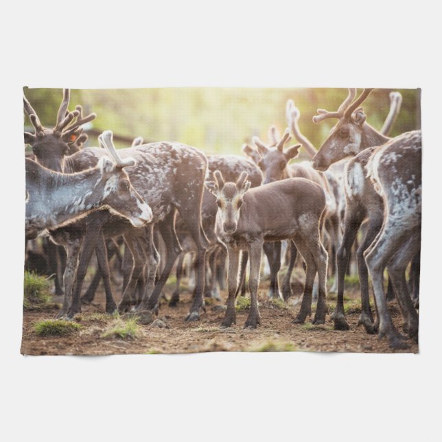 Paño De Cocina Animales de bebé más afectados | Renos de Svalbard (Horizontal)