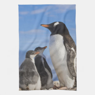 Paño De Cocina Antártida, Neko Cove (Puerto). Pingüino de Gentoo 