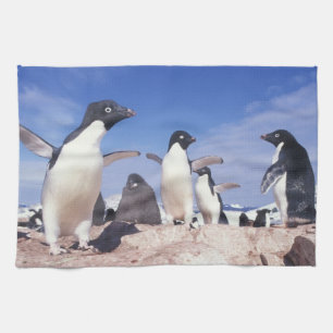 Paño De Cocina Antártida, Pingüino Adelie Pygoscelis