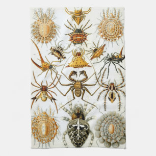 Paño De Cocina Arañas o arácnidos de Ernst Haeckel