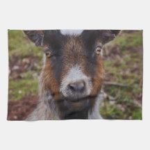 Ascendente cercano de la cabra