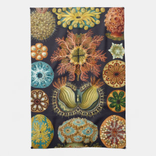 Paño De Cocina Ascidiae por Ernst Haeckel, Animales Marinos Antig