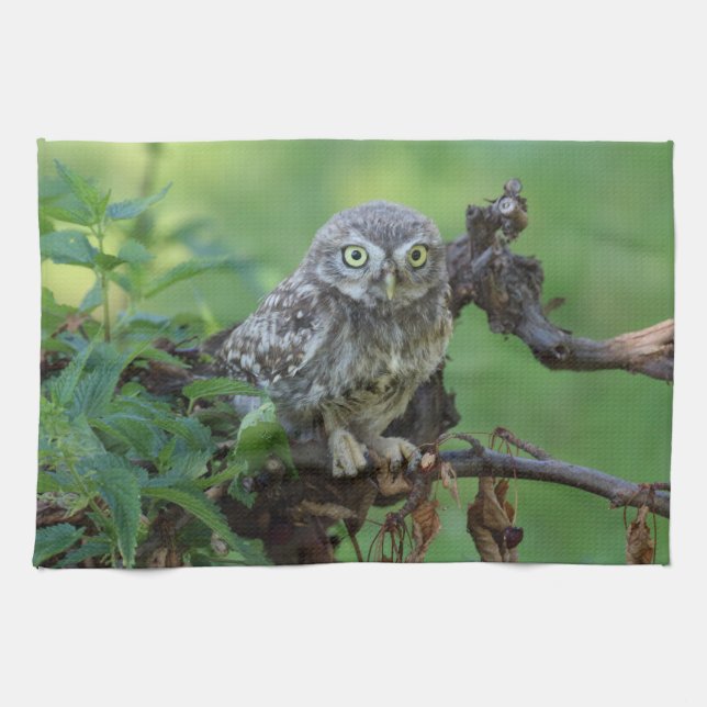 Paño De Cocina Athene noctua (Horizontal)