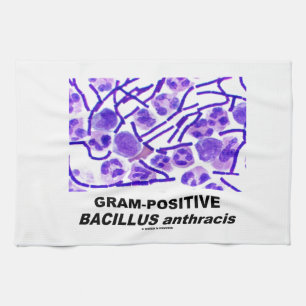 Paño De Cocina Bacilo anthracis grampositivo (bacterias)