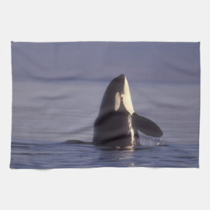 Paño De Cocina Ballena asesina de orca (orcinus) en spyhopping ce