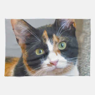 Paño De Cocina Bandit