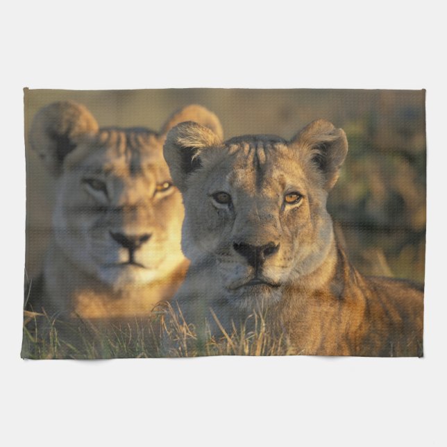 Paño De Cocina Botsuana, Parque Nacional Chobe, Leonas (Horizontal)