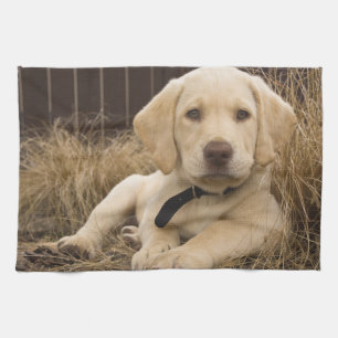 Paño De Cocina cachorro de Labrador Retriever