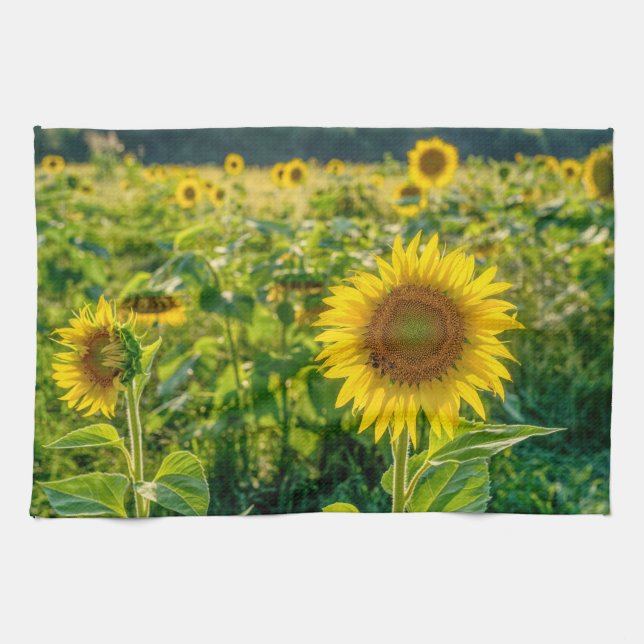 Paño De Cocina Campo de girasol dorado (Horizontal)