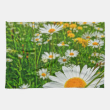 campo de la margarita en primavera