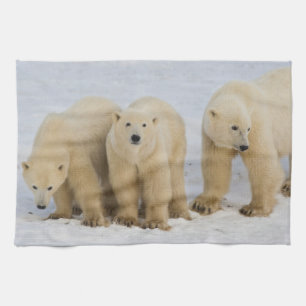 Paño De Cocina Canadá, Bahía de Hudson. Osa polar con dos