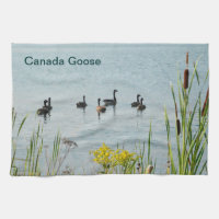 Canadá Geese Y Cattails