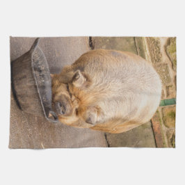 Paño De Cocina Cerdo gordo