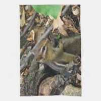 Chipmunk oriental - Tamias striatus