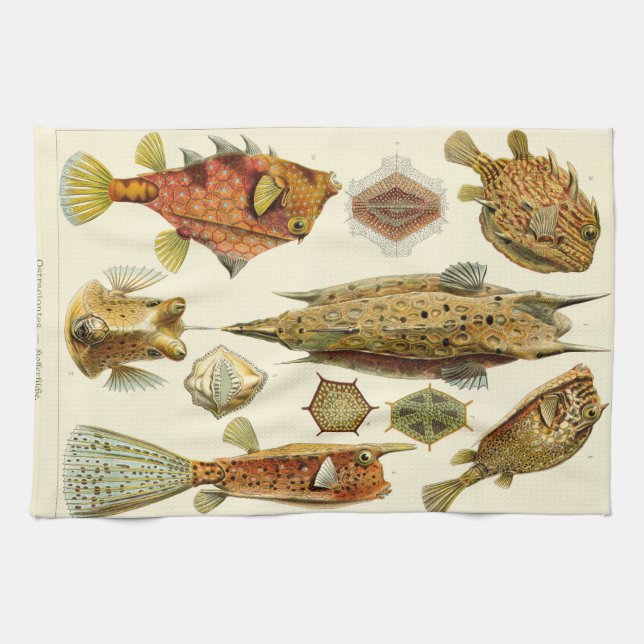 Paño De Cocina Cowfish del boxfish de Ernst Haeckel Ostraciontes (Horizontal)