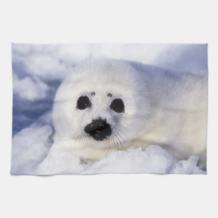 Paño De Cocina Cría de foca arpa hielo Golfo de San Lorenzo,