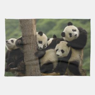 Paño De Cocina crías de panda gigante Ailuropoda melanoleuca)