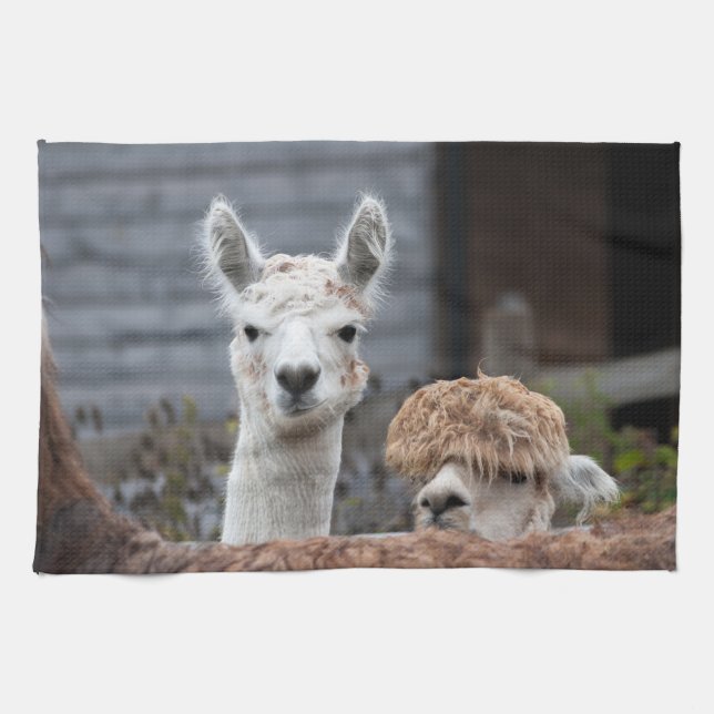 Paño De Cocina Curiosos animales divertidos de Alpacas (Horizontal)