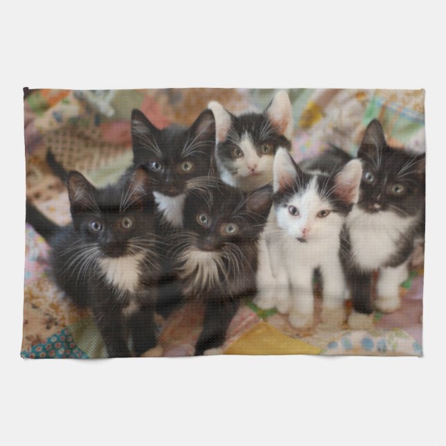 Paño De Cocina Cutest Baby Animals | Black & White Kittens (Horizontal)