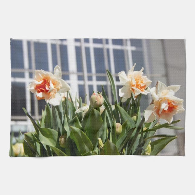 Paño De Cocina Delicada primavera de daffodils tiernos (Horizontal)