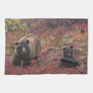 Paño De Cocina EE. UU., Alaska, Parque Nacional Denali. Oso pardo