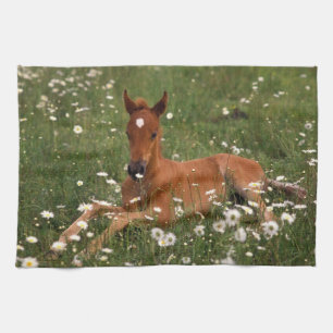 Paño De Cocina EE.UU., Oregón, Pony árabe.