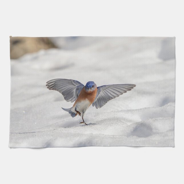 Paño De Cocina El Bluebird oriental bailando en la nieve (Horizontal)