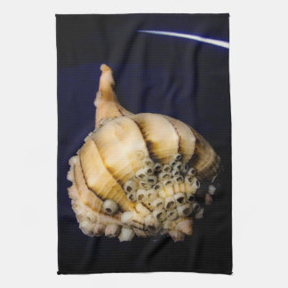 Paño De Cocina El caparazón de caracol marino con los obstáculos
