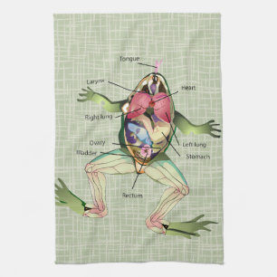 Paño De Cocina El ilustracion de la anatomía de la rana