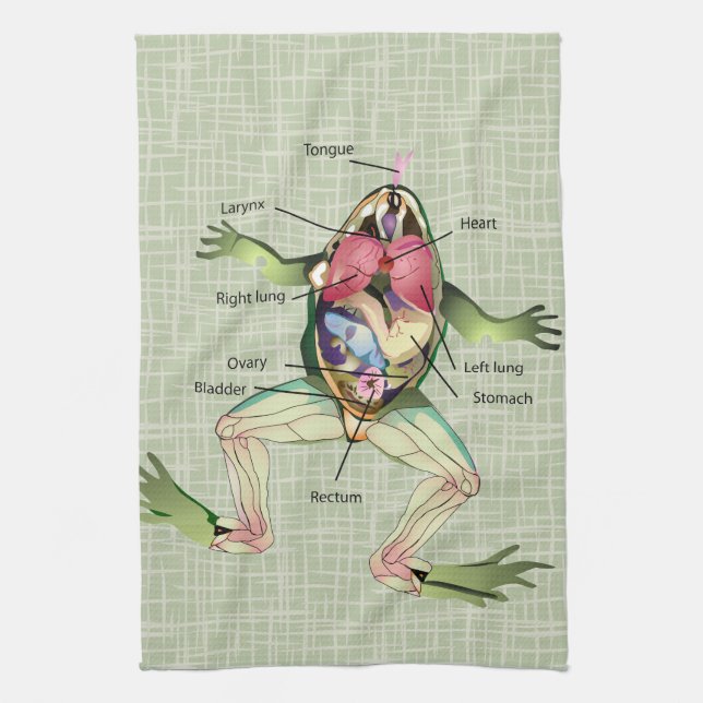 Paño De Cocina El ilustracion de la anatomía de la rana (Vertical)