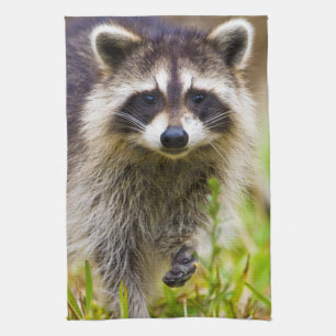 Paño De Cocina El mapache, Procyon lotor