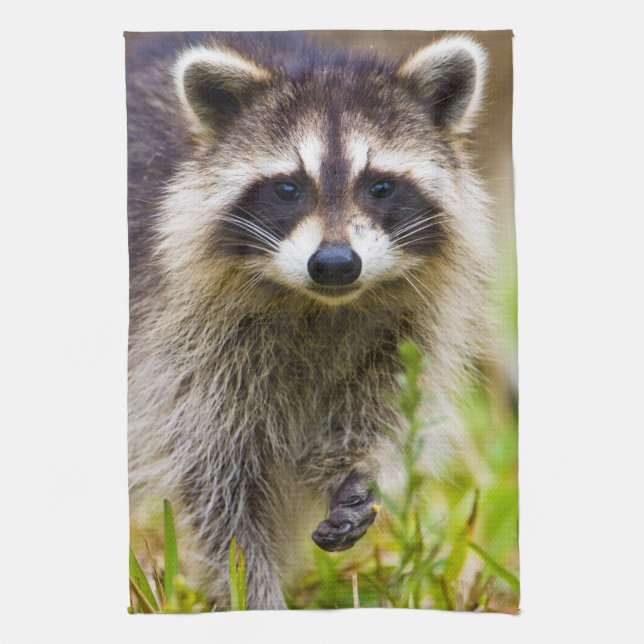 Paño De Cocina El mapache, Procyon lotor (Vertical)
