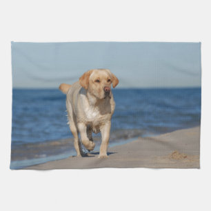 Paño De Cocina El nuevo labrador amarillo en la playa