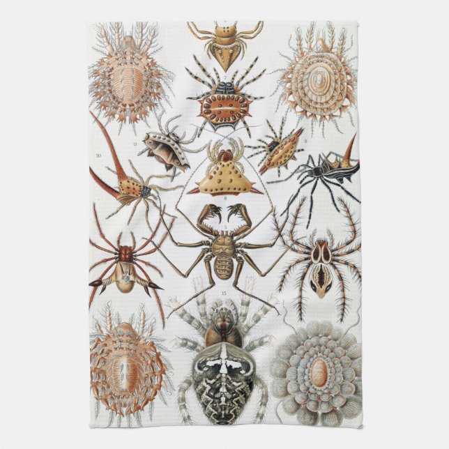 Paño De Cocina Ernst Haeckel Arachnida Spiders Poster Funda-Mate  (Vertical)