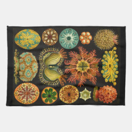Paño De Cocina Ernst Haeckel Ascidiae Sea Life Ilustracion