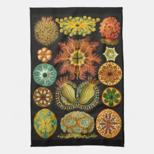 Paño De Cocina Ernst Haeckel Ascidiae Sea Life Ilustracion