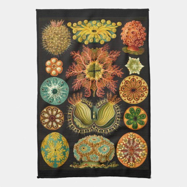 Paño De Cocina Ernst Haeckel Ascidiae Sea Life Ilustracion (Vertical)