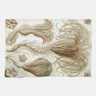 Paño De Cocina Estrellas de pluma de Ernst Haeckel Crinoidea
