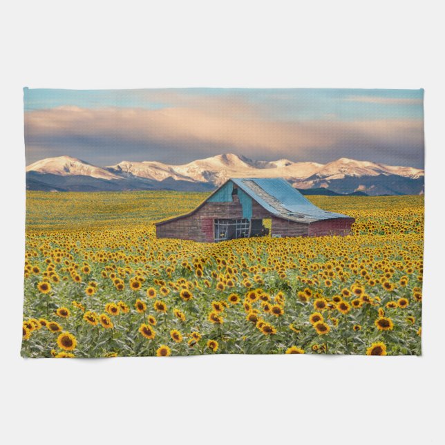 Paño De Cocina Farms | Sunflower Field (Horizontal)
