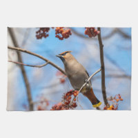 Fauna canadiense: Fotografía de ampelis europeo