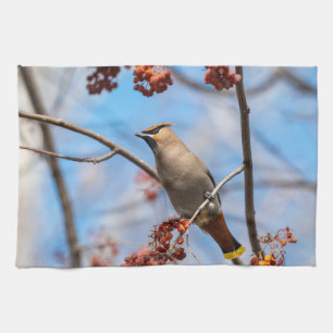 Paño De Cocina Fauna canadiense: Fotografía de ampelis europeo