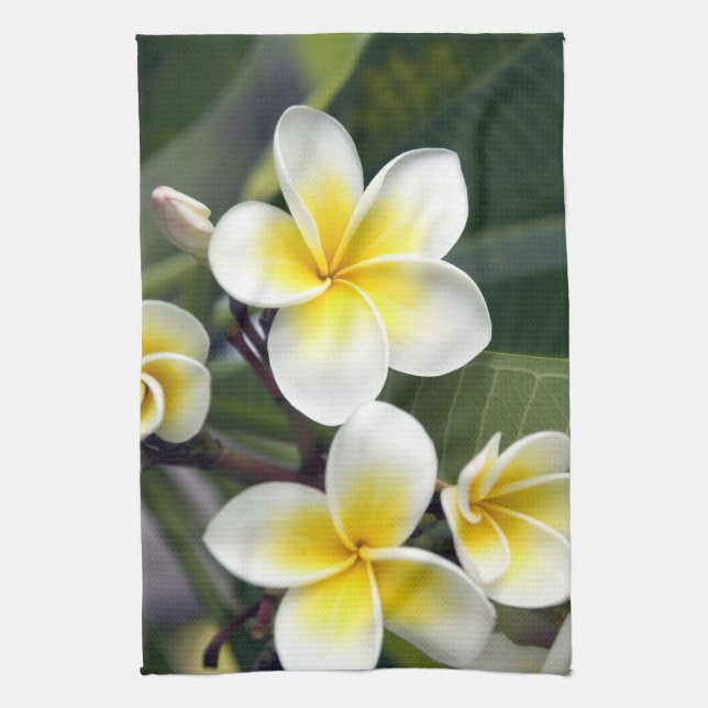 Paño De Cocina Flor de Frangipani, Islas Cook (Vertical)