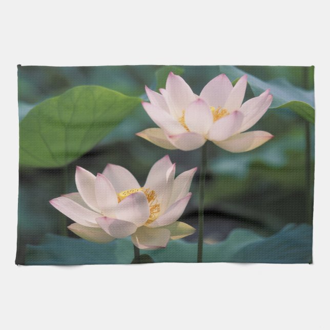 Paño De Cocina Flor de loto en flor, China (Horizontal)