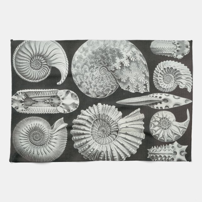 Paño De Cocina Fósiles de Ernst Haeckel Ammonitida (Horizontal)