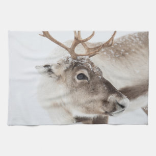 Paño De Cocina Foto de la naturaleza de los renos