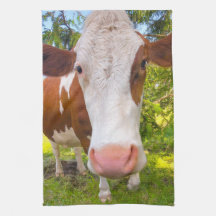 Foto de retrato animal de granja de vacas